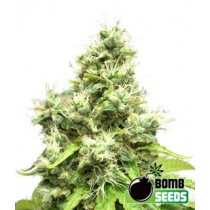 Medi Bomb #2 – Bomb Seeds