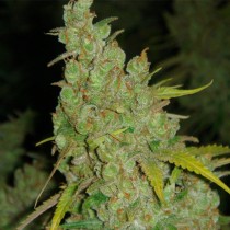 1024 Medical Seeds