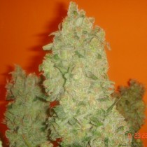 Jack La Mota Medical Seeds