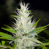 Malakoff Medical Seeds