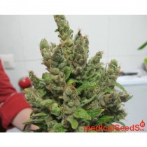 Prozack Medical Seeds