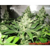 Y Griega Medical Seeds