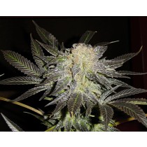 Mendocino Madness Regular – T.H. Seeds