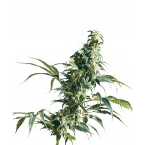 Mexican Sativa Fem. Sensi Seeds