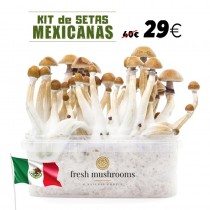 KIT SETAS MEXICANAS - 100% MICELIO