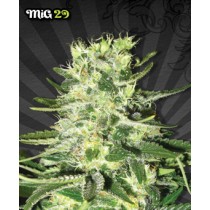 MIG-29 – Auto Seeds