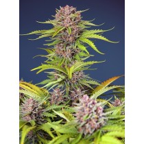 Mimosa Bruce Banner XL Auto - Sweet Seed 