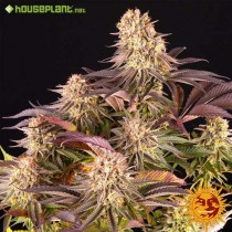 Mimosa x Orange Punch - Barney´s Farm