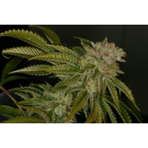 MK Ultra – T.H. Seeds