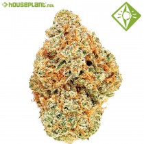 Moby Dick - Houseplant Seeds - 21% T.H.C.