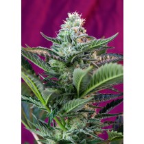 Mohan Ram Auto Sweet Seeds