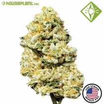 Motorbreath - Houseplant Seeds - 33% T.H.C.