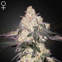 Moweeto - Green House Seeds