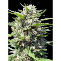 Northern Lights Auto – Genehtik Seeds