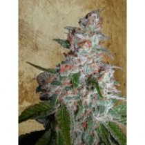 Northern Lights Moc – Ministry Seeds