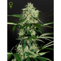 Northern Lights Auto – Green House Seeds