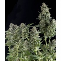 Northern Lights – Pyramid Seeds