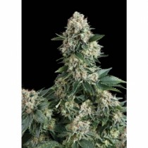 Auto New York City – Pyramid Seeds