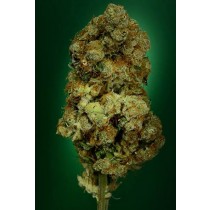 Rock Bud – Soma Seeds