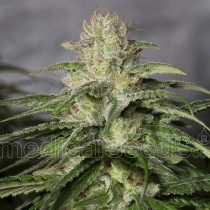 comprar semillas og kush cbd de medical seeds