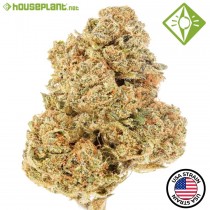 OG Kush - Houseplant Seeds - 25% T.H.C.