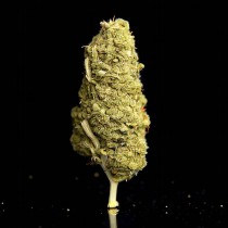 Flor de CBD - Og Kush Big Buds 2gr - Selected
