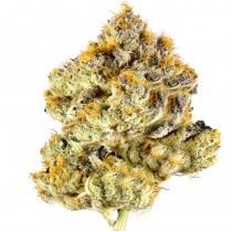 OREOZ - Houseplant Seeds - 22% THC