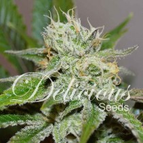 Original Juan Herer - Delicious Seeds