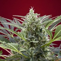 Cream 47 Sweet Seeds