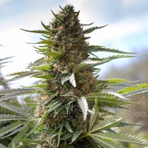 comprar semillas feminizadas over dawg de medical seeds