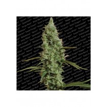 Atomical Haze - Paradise Seeds