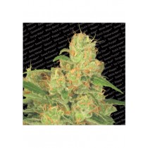 Auto Acid - Paradise Seeds