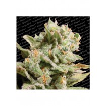 Dutch Dragon - Paradise Seeds