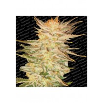 Ice Cream - Paradise Seeds