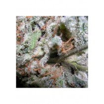 Indica Pack - Paradise Seeds