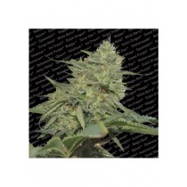 Original Cheese - Paradise Seeds