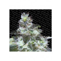 Original White Widow - Paradise Seeds