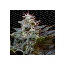 Sweet Purple - Paradise Seeds