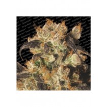 White Berry - Paradise Seeds