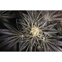 Swayze - Purple City Genetics - 10 Semillas Feminizadas