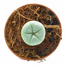 Cactus Peyote - 4 Años de Crecimiento