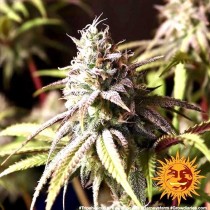Peyote Cookies - Barney´s Farm