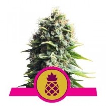 semillas pineapple kush de royal queen seeds