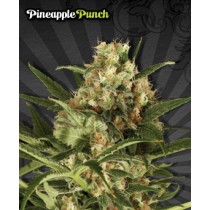 Pineapple Punch – Auto Seeds