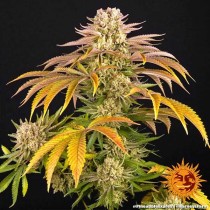 Pineapple Express Auto – Barney's Farm