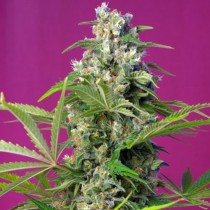 Gorilla Girl Sweet Seeds