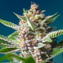 Purple Punch Og Fem - Sweet Seed