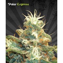 Polar Express – Auto Seeds