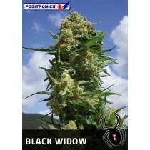 Black Widow Femenina - Positronics