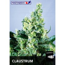 Claustrum Femenina - Positronics